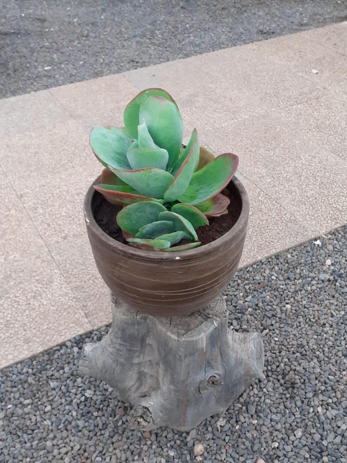 טלדה Chalet Canarias מראה חיצוני תמונה